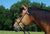 LBH01 Latigo Bosal Hanger