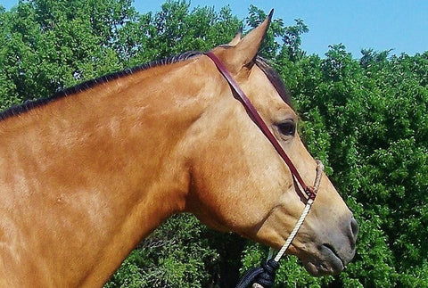 LBH01 Latigo Bosal Hanger