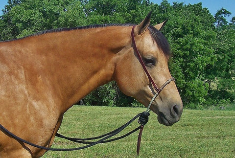 RTB01 Loping Hackamore